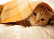 开云体育登录-跨界唯一性，湖人血拼掘金与西亚卡姆的英超争冠启示