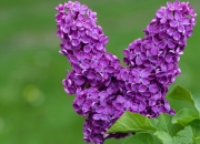 开云体育登录-跨越太平洋的遥控器，当德罗赞在洛杉矶执掌深圳命脉