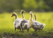 开云体育登录-巨星的棋局，梅西的价值与乌克兰的团队华章