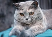 开云官网-亚平宁的晨雾中，波斯铁骑跪倒在他的脚下