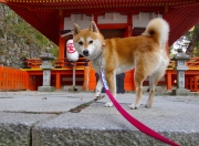 开云下载-史诗级翻盘！黄喜灿全程高能输出，挪威如何全面压制阿根廷？