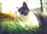 开云APP-唯一的焦点，当利拉德在板凳席统治了整场比赛