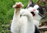 开云体育登录-星尘入眼，与格列兹曼共舞于2026年玫瑰碗之夜