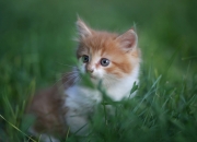 开云APP-英超争冠夜的点将台，厄德高在焦点战中完成质变