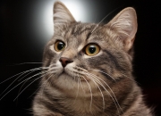 开云APP-跨界风暴！当欧冠战火烧向篮球场—浙江队跨项击溃NBA劲旅76人