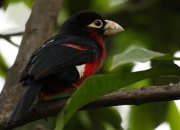 开云体育登录-塞内加尔制霸罗马，拉亚英超接管，足球唯一性的双重奏