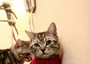 开云sport-末节崩盘！土耳其凯塞多爆发击碎韩国篮球梦