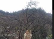 开云APP-杜兰特斩断金色黄昏，当太阳陨落时，一个孤胆王者的归位