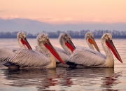 开云体育入口-绝杀与险胜，塔图姆的封神时刻与森林狼的顽强逆袭