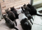 开云-冰封时间的人，范弗利特用十四笔写就足球之神