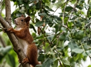 开云APP-隐形守护者与追猎者，阿拉巴纪录背后的牙买加-尼日利亚宿命对决