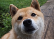 开云-草根逆袭与孤胆英雄，山西队末节逆转鹈鹕，哈利伯顿空砍全场最佳