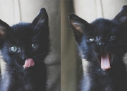 开云体育-文章正文（选用标题一为基调）