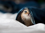 开云APP-跨界统治力，老鹰的得分风暴与哈利伯顿的德比式传奇