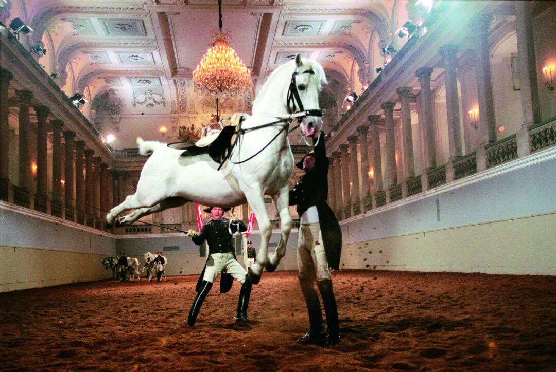 奥地利马术好手高空执鞭，稳扎稳打的简单介绍