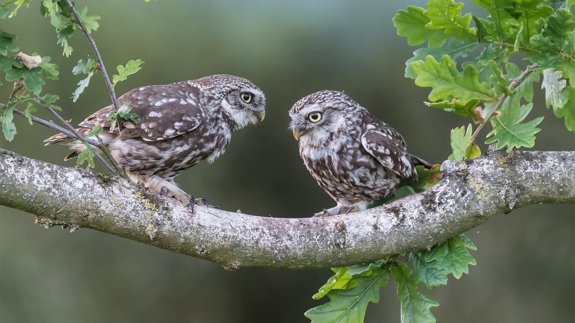 唯一之战,曼联奇迹击败牙买加,美加墨世界杯焦点战惊现历史性对决