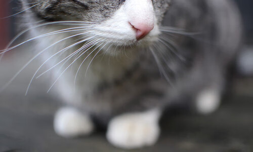 当上海队封锁森林狼，哈登在NBA季后赛的降维接管