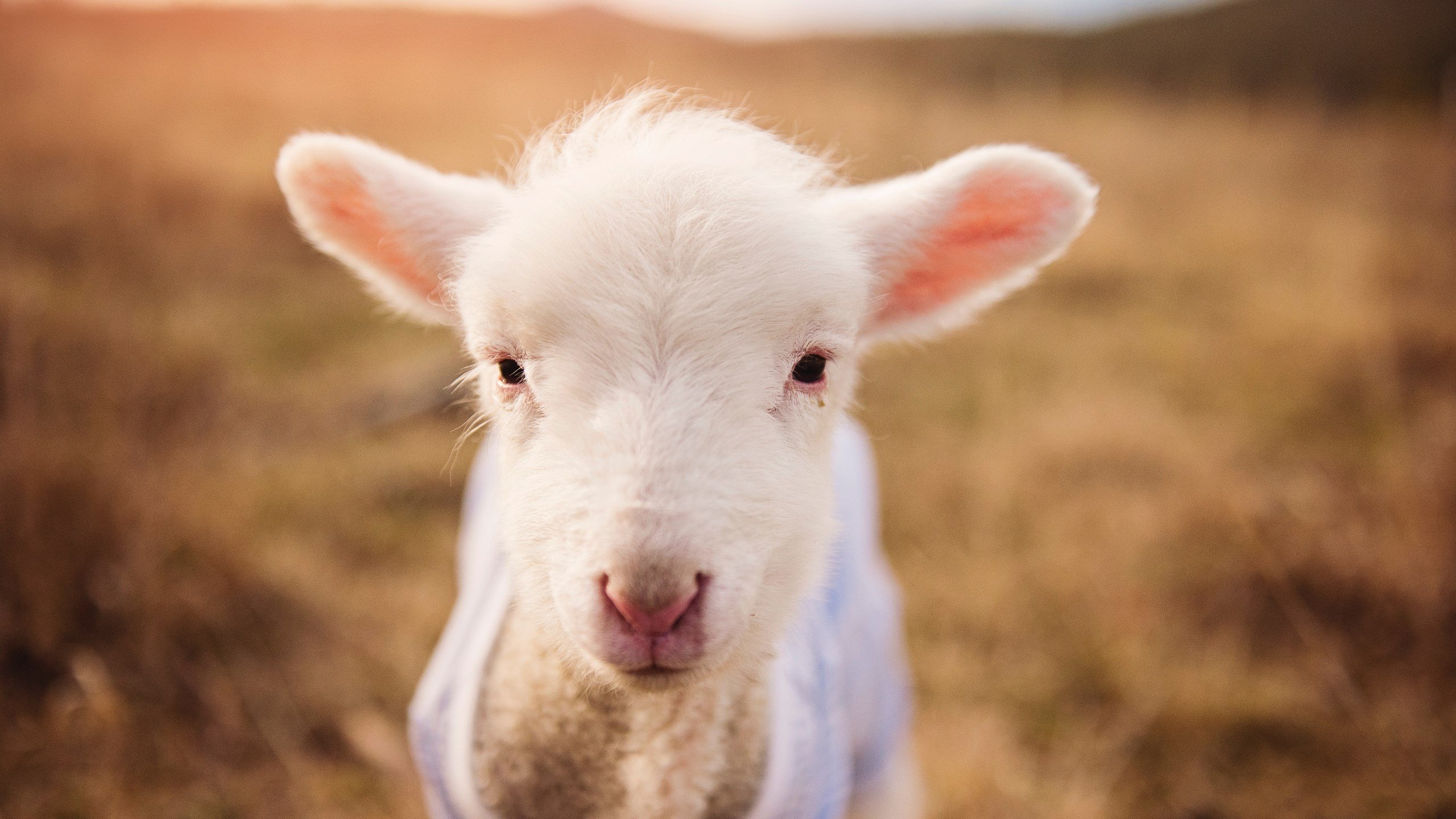 淬火之战,德罗赞的冷兵器艺术与吉林队的意志加时