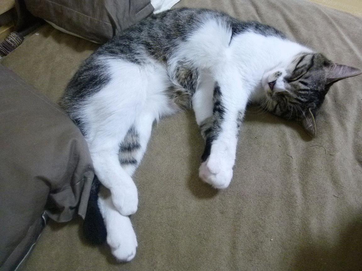 欧冠半决赛焦点战,蓝黑军团昂首晋级,挺进巅峰对决