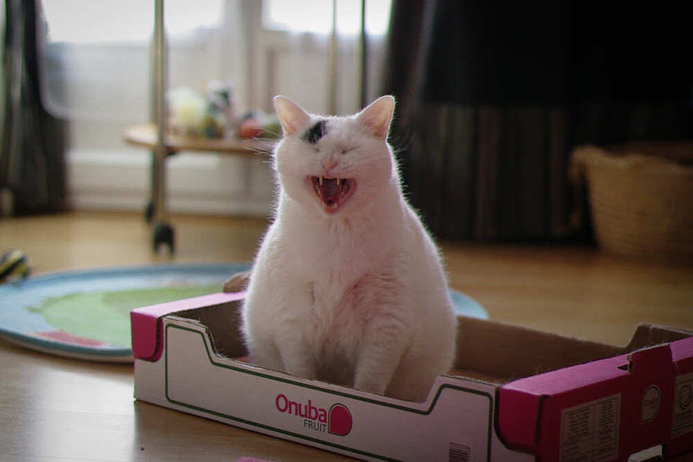 拉梅洛·鲍尔,总决赛夜的天才独舞