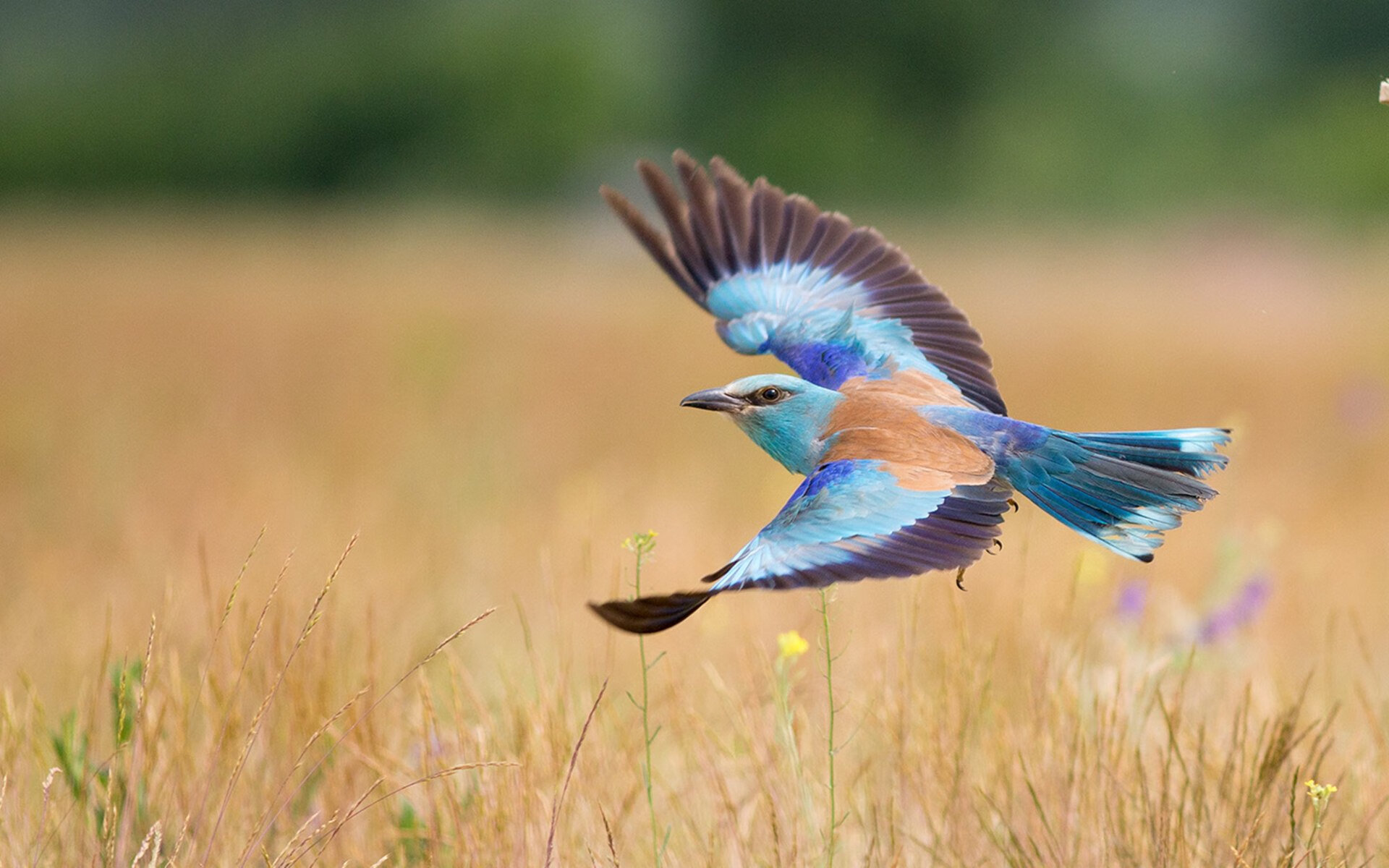 唯一性的对抗，当活塞收割森林狼，克莱在西甲国家德比接管比赛