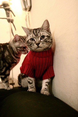 双重征服,从NBA的铁血到绿茵的统治