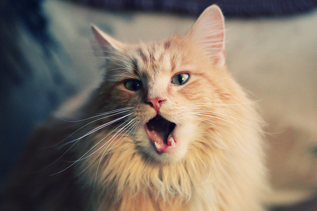 双星定义比赛,字母哥碾压东部 东契奇西部生死战封神