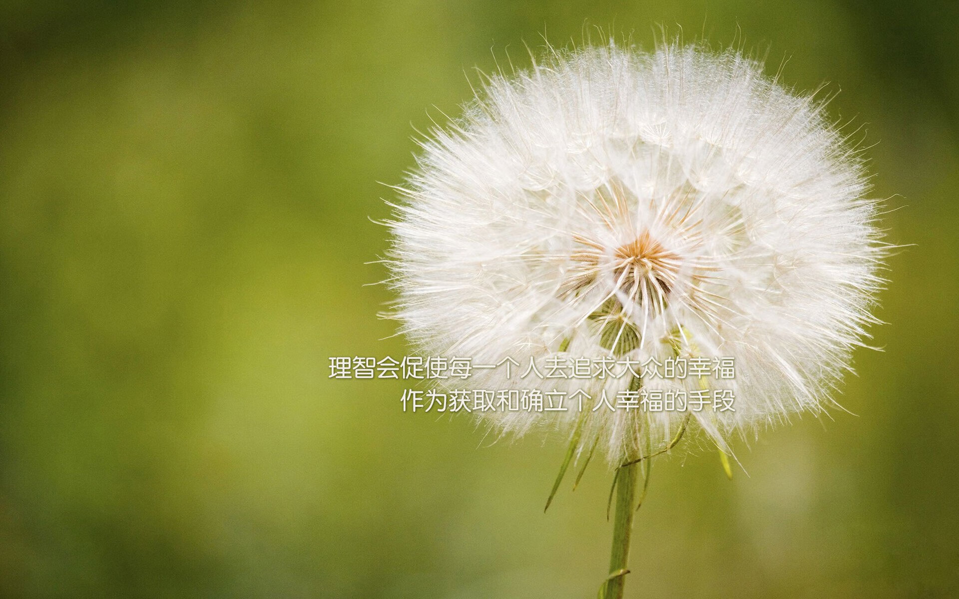 大脑战胜肌肉,日本篮球的战术革命与NBA的格鲁吉亚奇迹