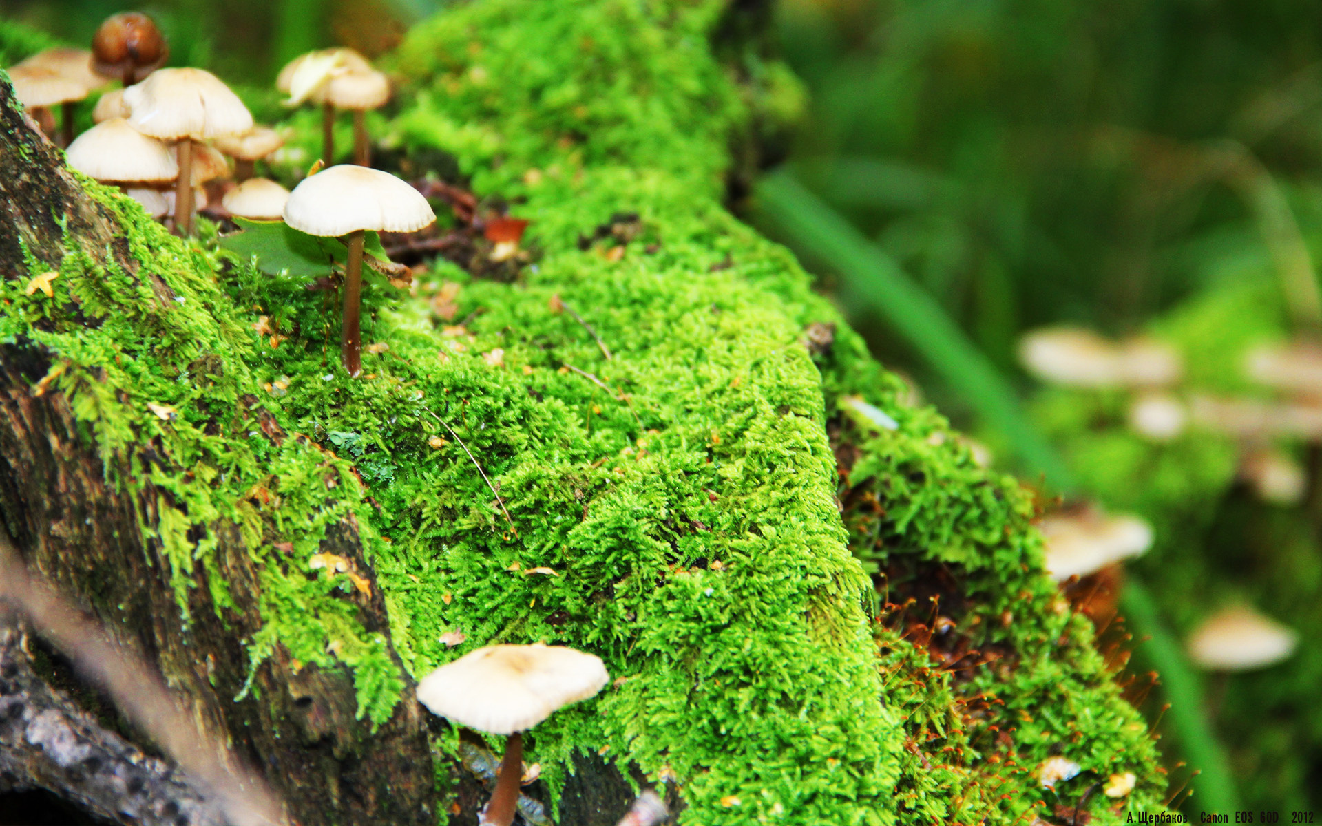 唯一性，伤停补时第127分钟，左后卫戈麦斯在弧顶抡出的那一脚