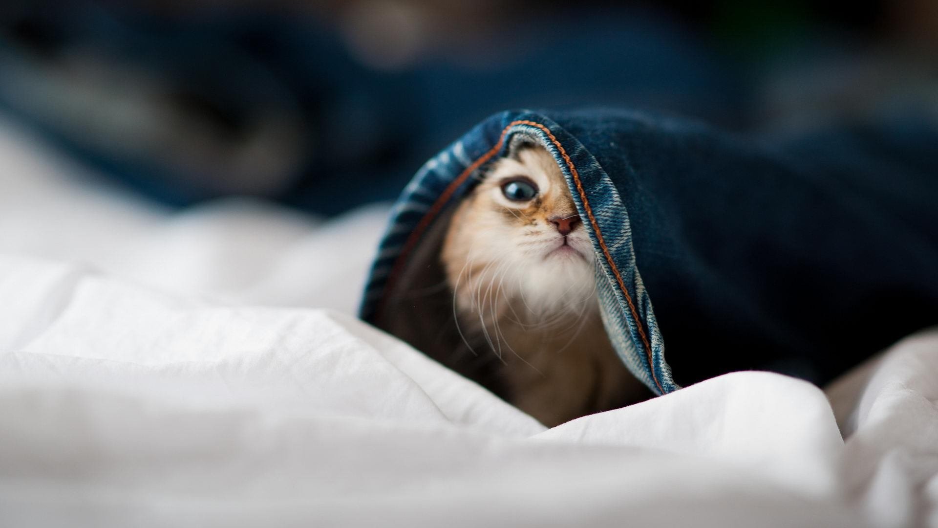 掀翻爵士的那匹狼,在西决成了孟菲斯的幽灵