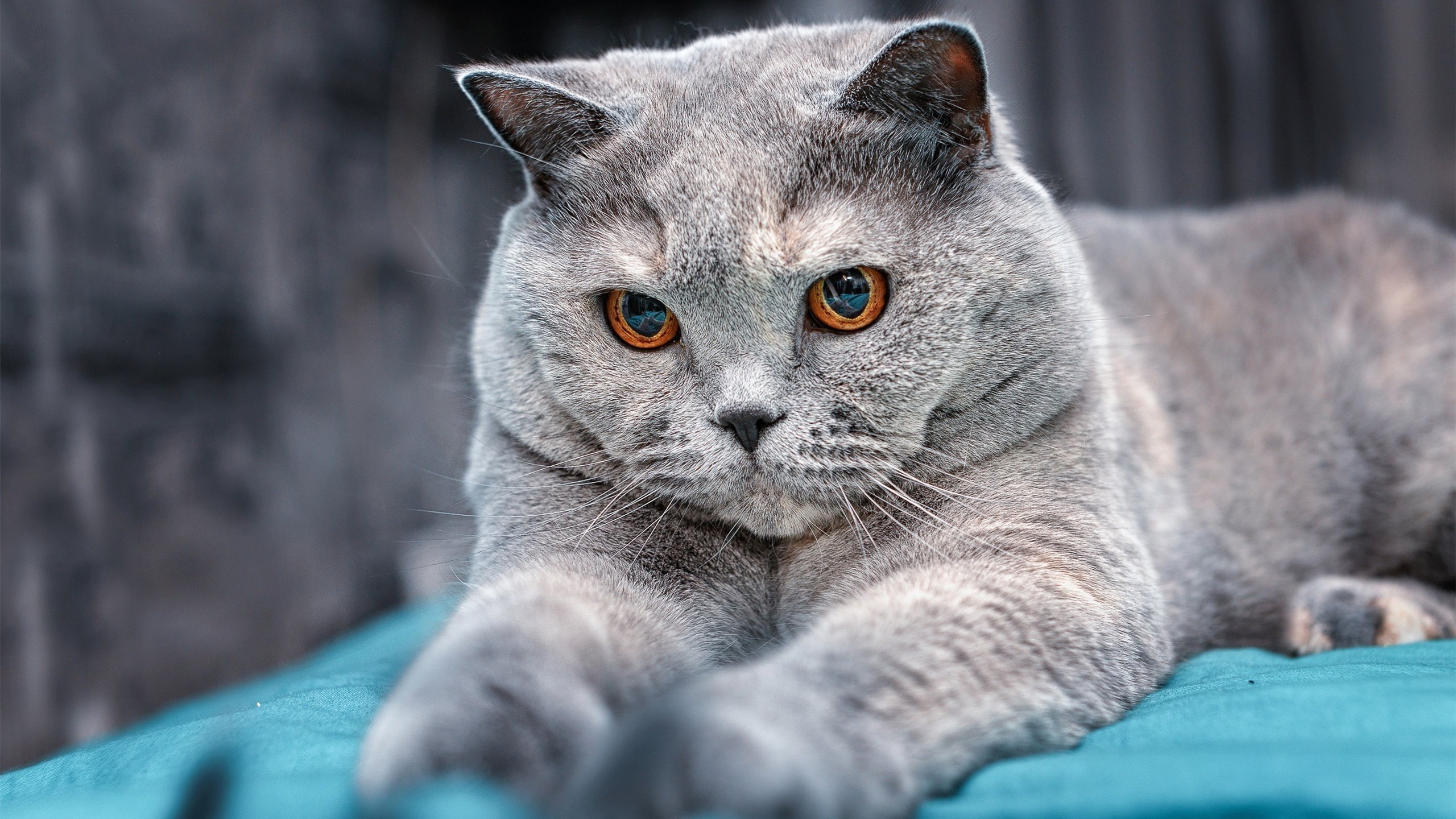 时空折叠的决胜者，当永恒之城熄灭诺坎普，然后让一个巴西人接管了抢七