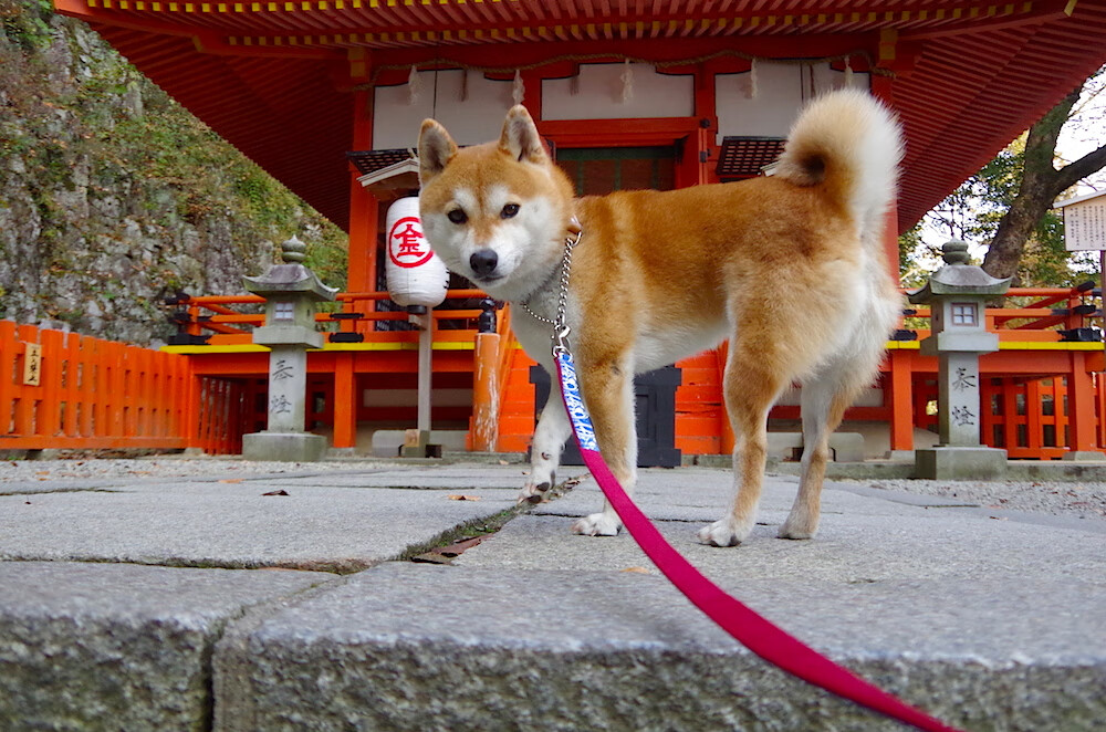 史诗级翻盘!黄喜灿全程高能输出,挪威如何全面压制阿根廷?