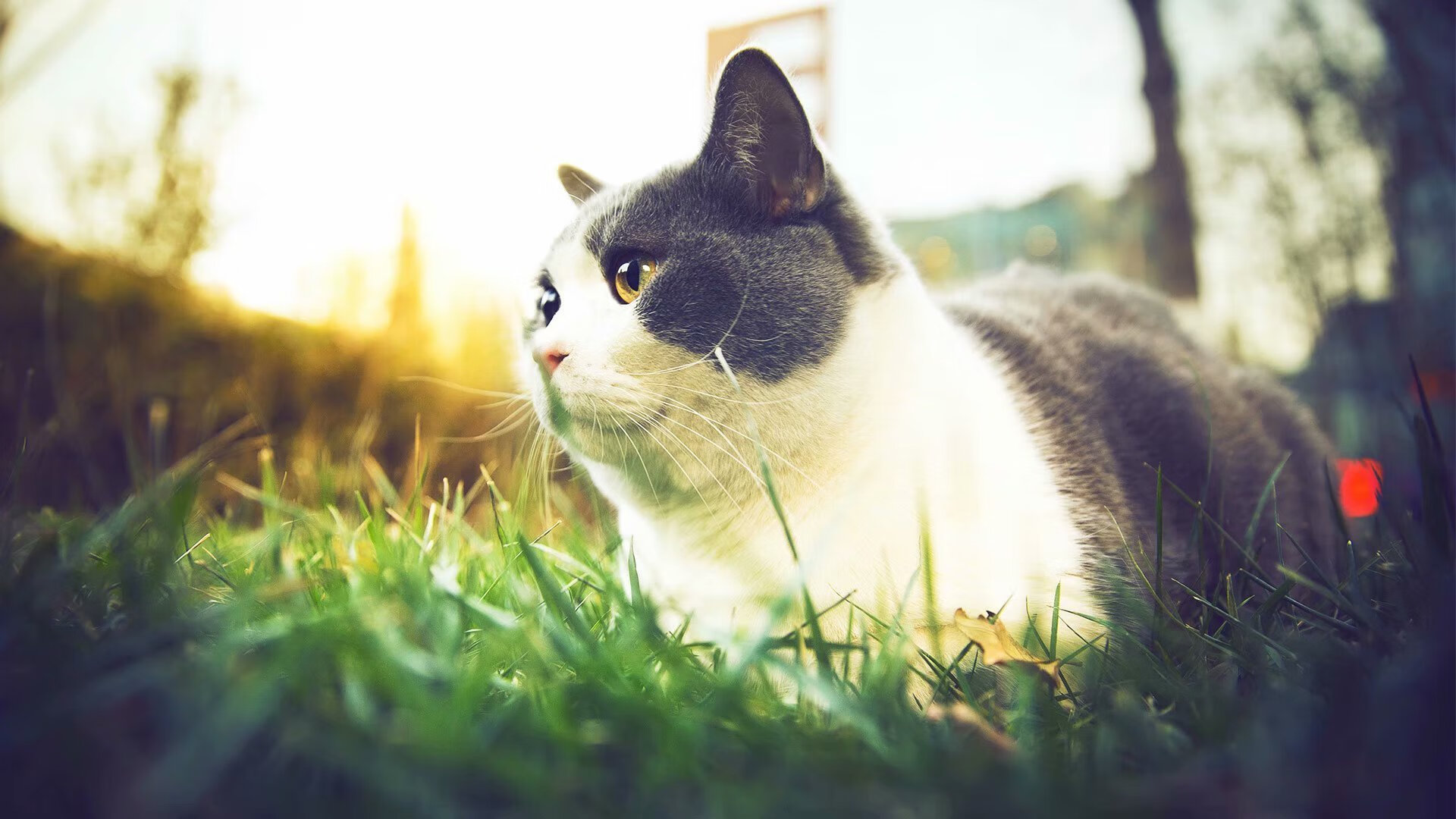 唯一的焦点，当利拉德在板凳席统治了整场比赛