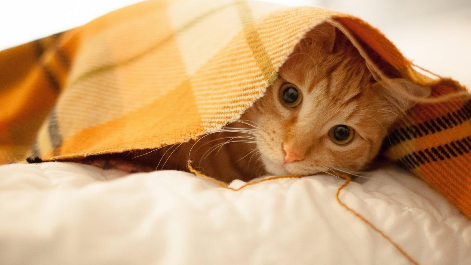 荷兰剑指新高度，轻取韩国，卢卡库光芒闪耀成关键先生