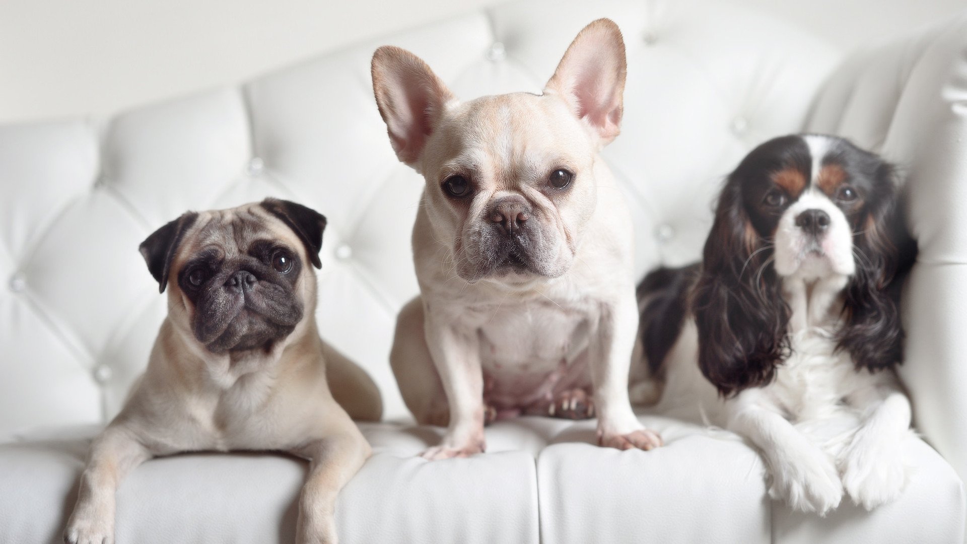 阿根廷奔袭伯纳纳乌，皇马用铁幕回应