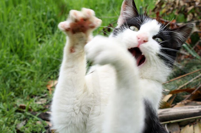 绿茵权杖，厄瓜多尔以节奏之刃，雕刻美加墨焦点战的胜利轨迹