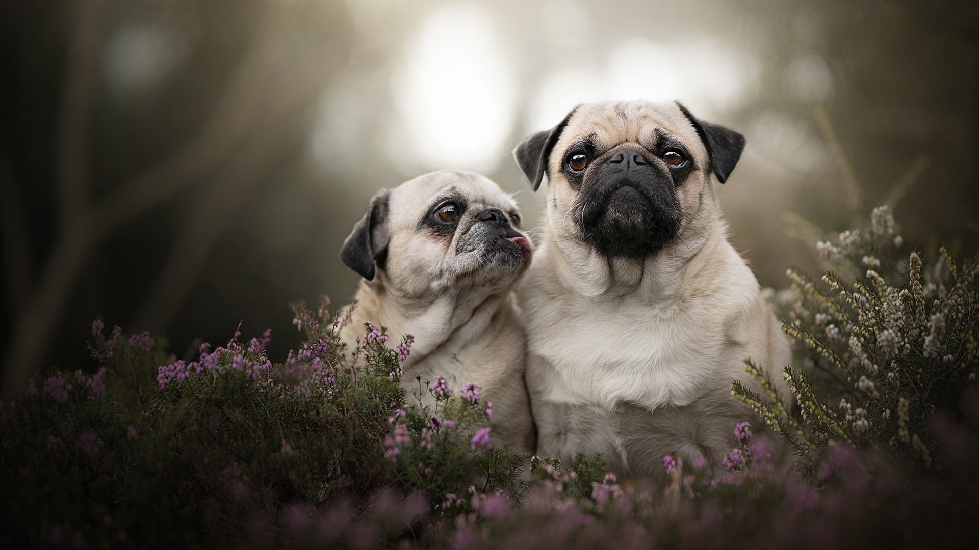 英超争冠夜的点将台,厄德高在焦点战中完成质变