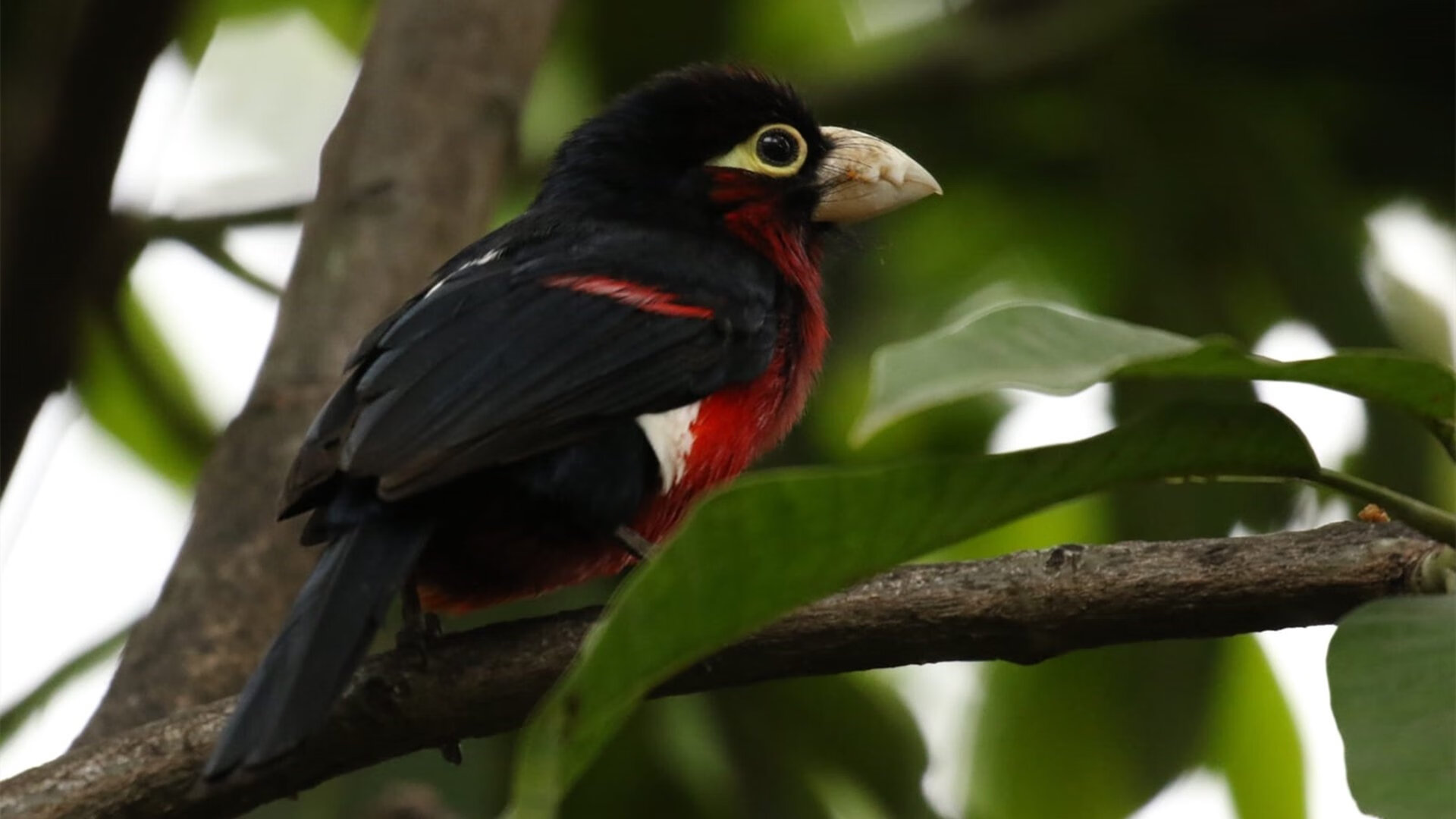 塞内加尔制霸罗马,拉亚英超接管,足球唯一性的双重奏