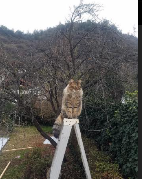 杜兰特斩断金色黄昏,当太阳陨落时,一个孤胆王者的归位