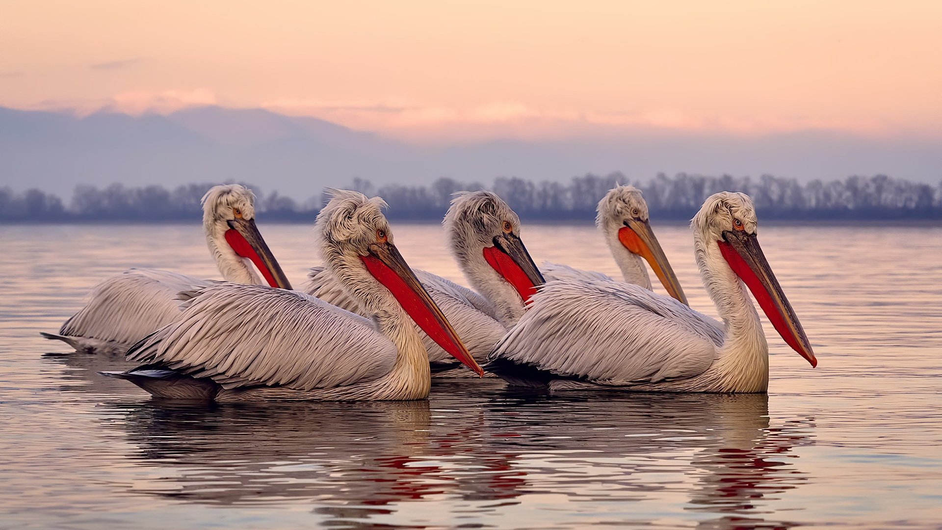 绝杀与险胜，塔图姆的封神时刻与森林狼的顽强逆袭