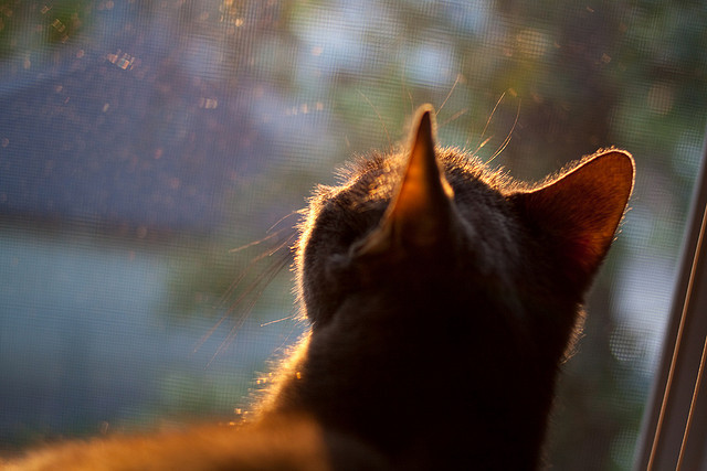 跨越太平洋的篮球之火,当爱德华兹点燃一场不可能的相遇