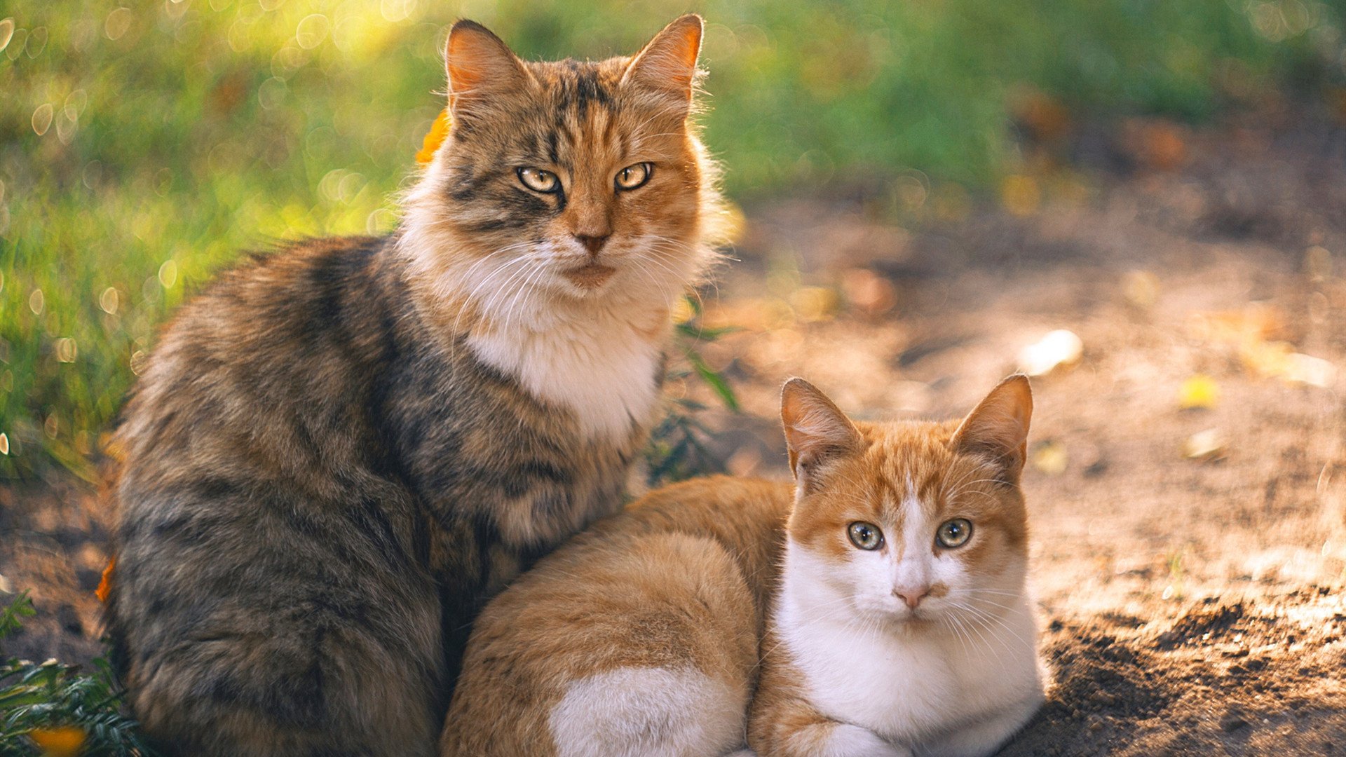 穿错球衣的救世主,当足球明星卢卡库踏上西决生死战场