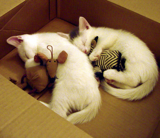 绿茵与硬木，两个血脉偾张的夜晚，同一种人类极限的惊叹