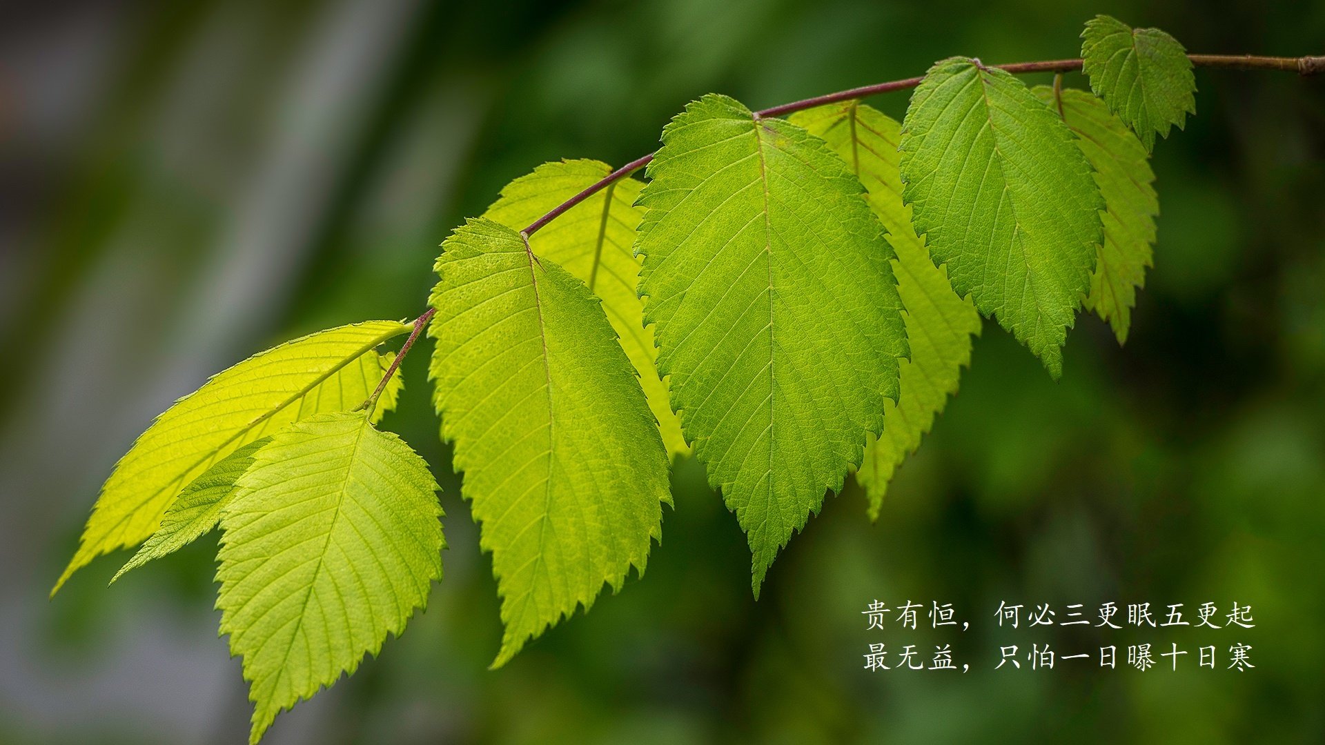 沙漠奇迹,苏亚雷斯天神下凡,哥斯达黎加读秒绝杀阿联酋,2026世界杯D组上演史诗级强强对话