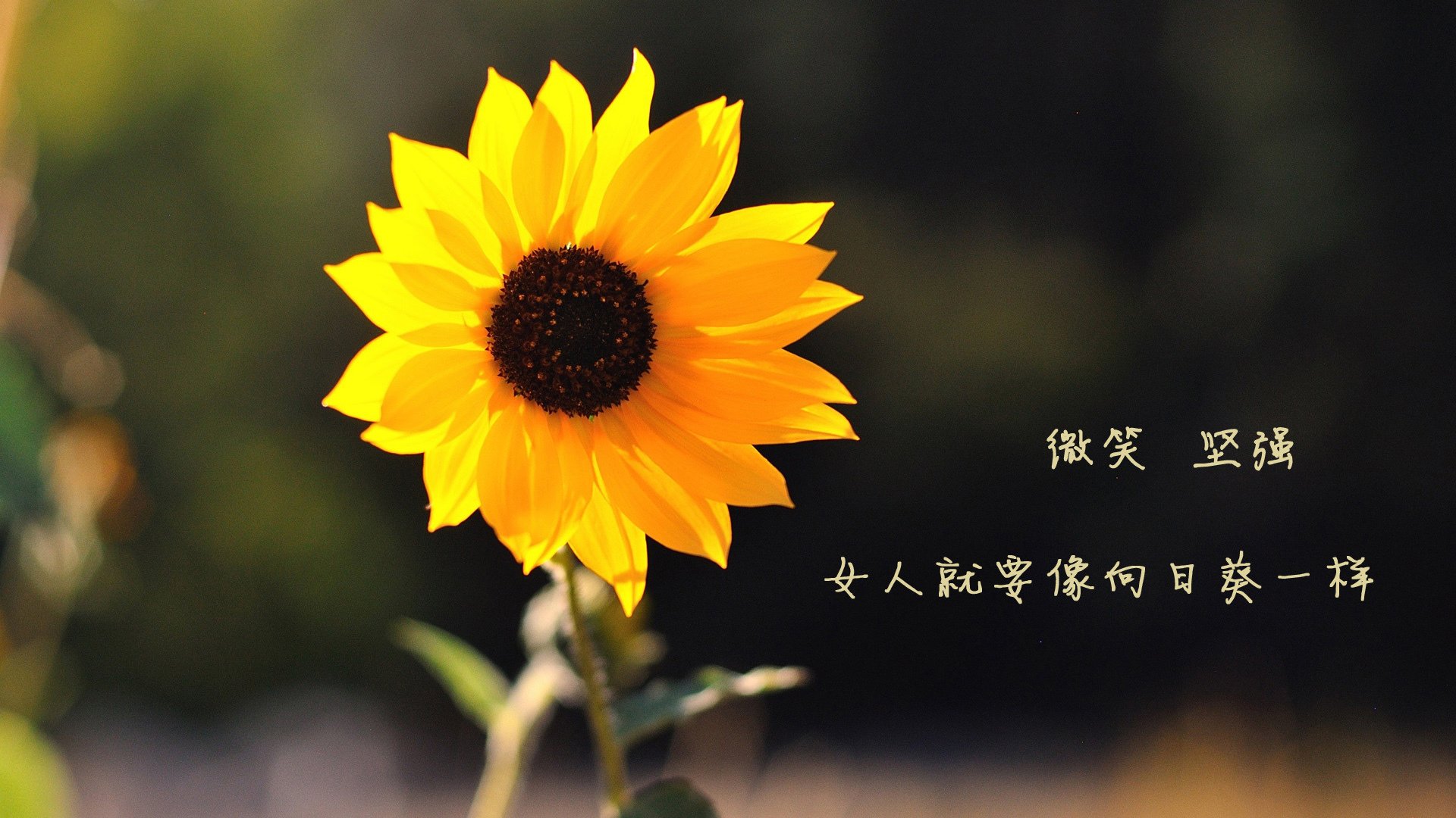 2026世界杯B组生死战,蓝武士的逆袭与斗牛士的荣耀,加维率队书写唯一传奇